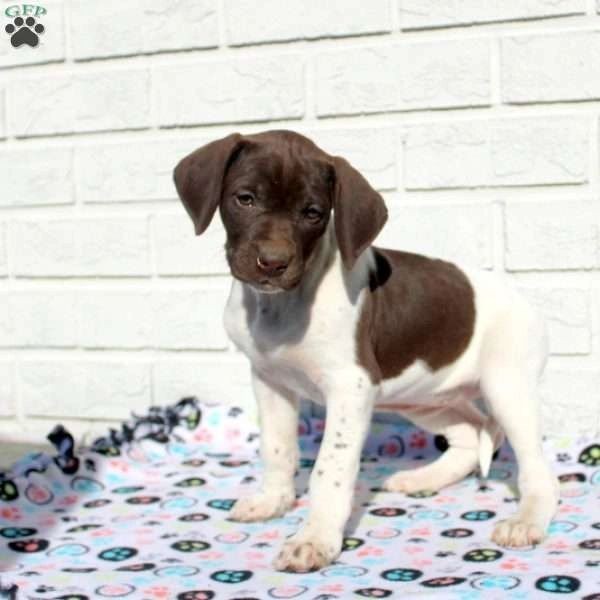 German Shorthaired Pointer female 8 weeks old,  $900