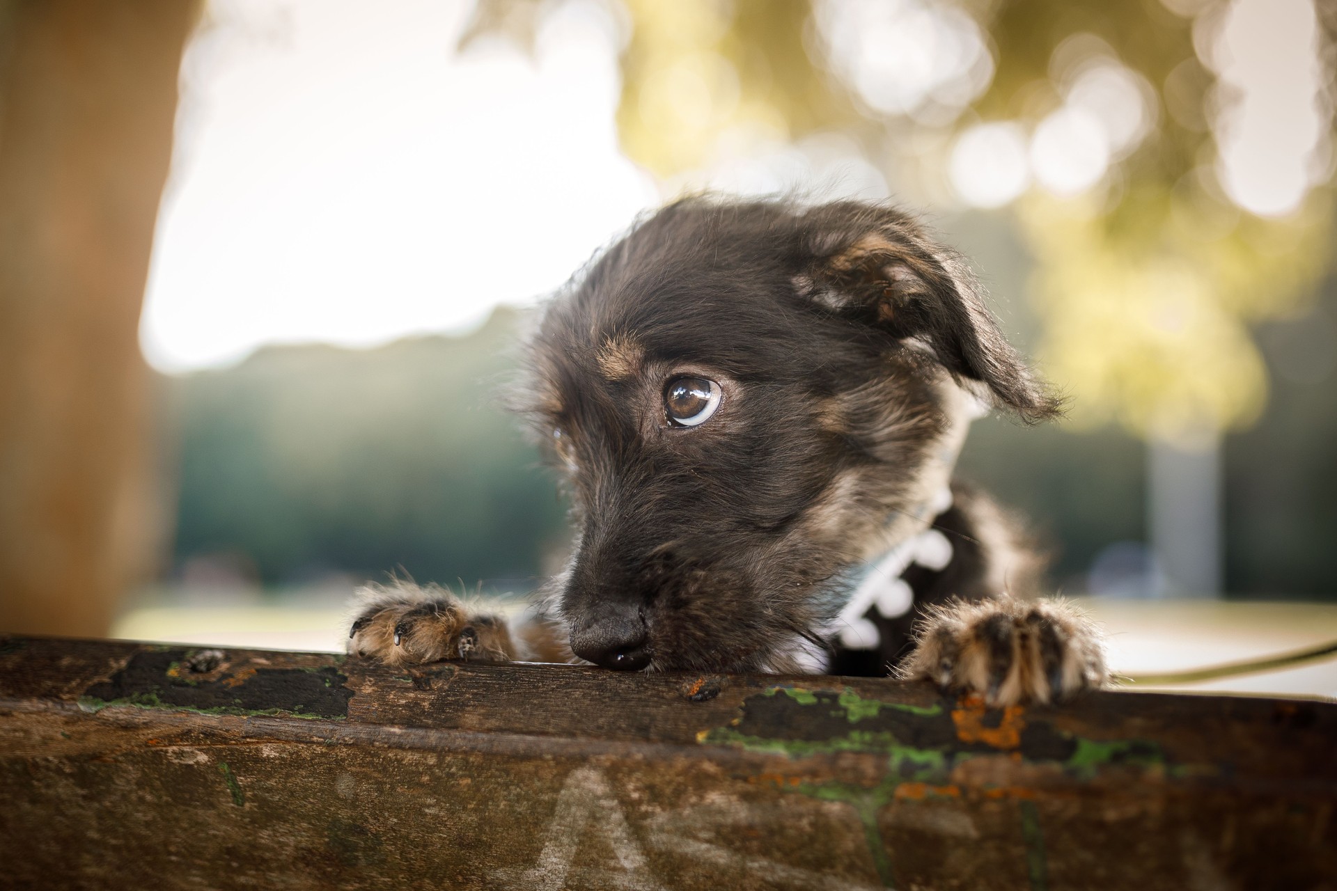 German Shepherd mix jack Russell Terrier female 8 weeks old $750