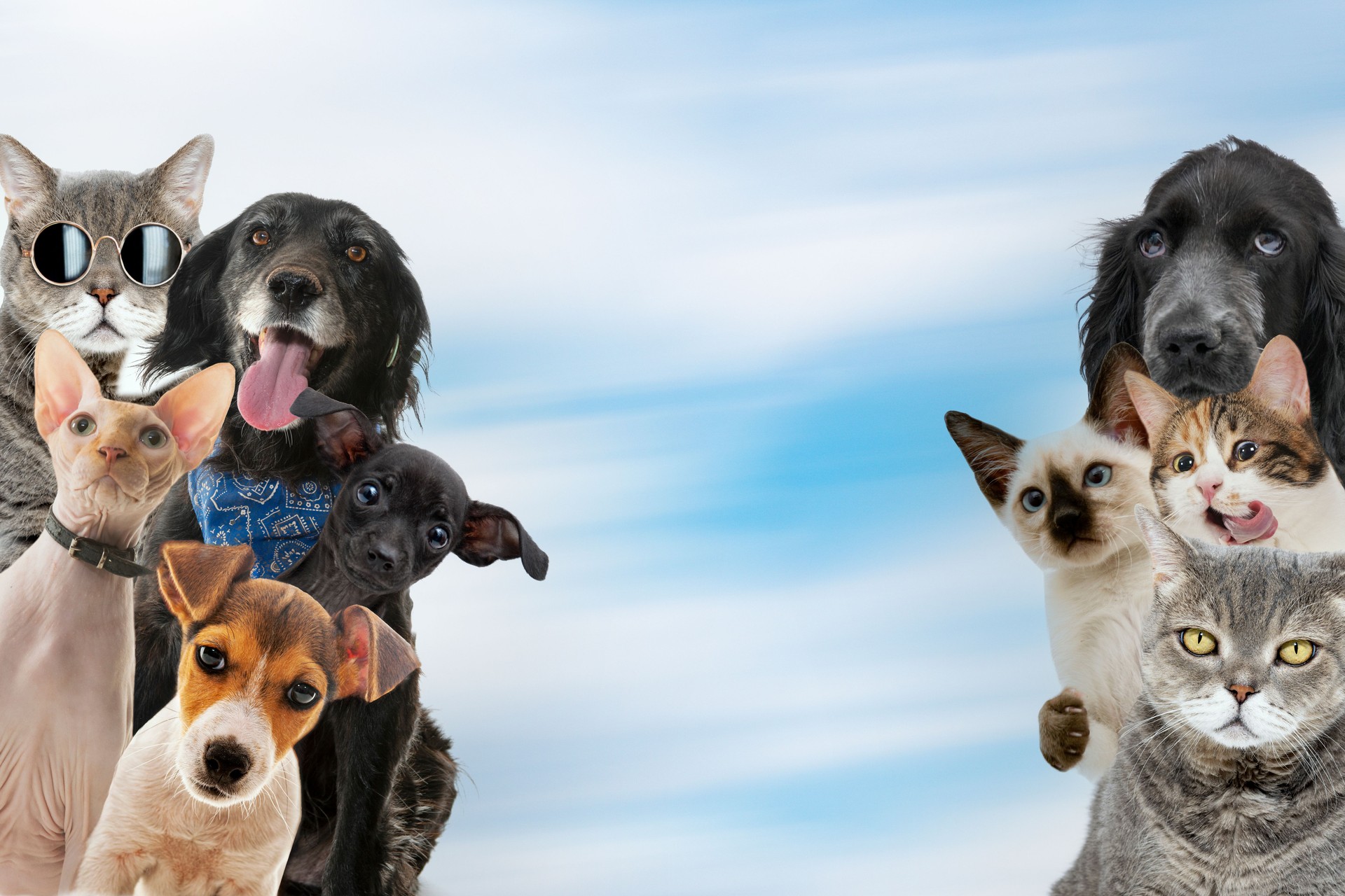 Cats and dogs portraits