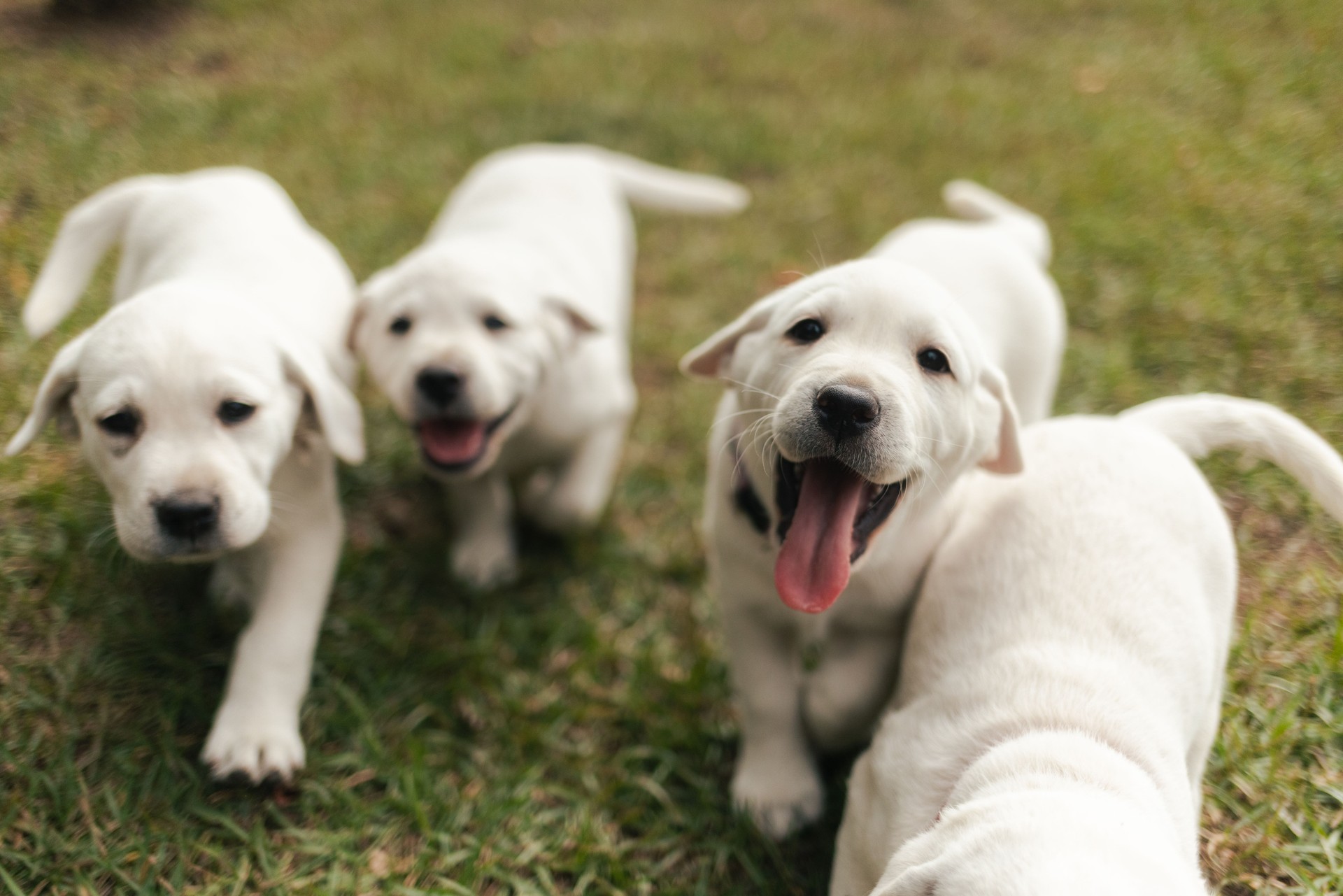 Happy Playful Puppies - White Yellow Labrador - Back Yard Grass