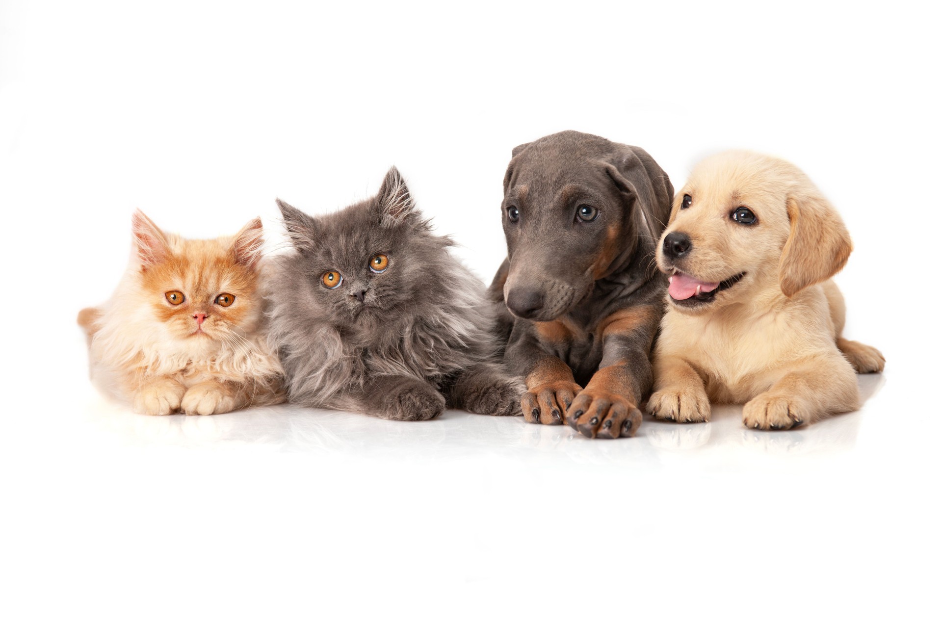 Persian cats, golden retriever and doberman puppies