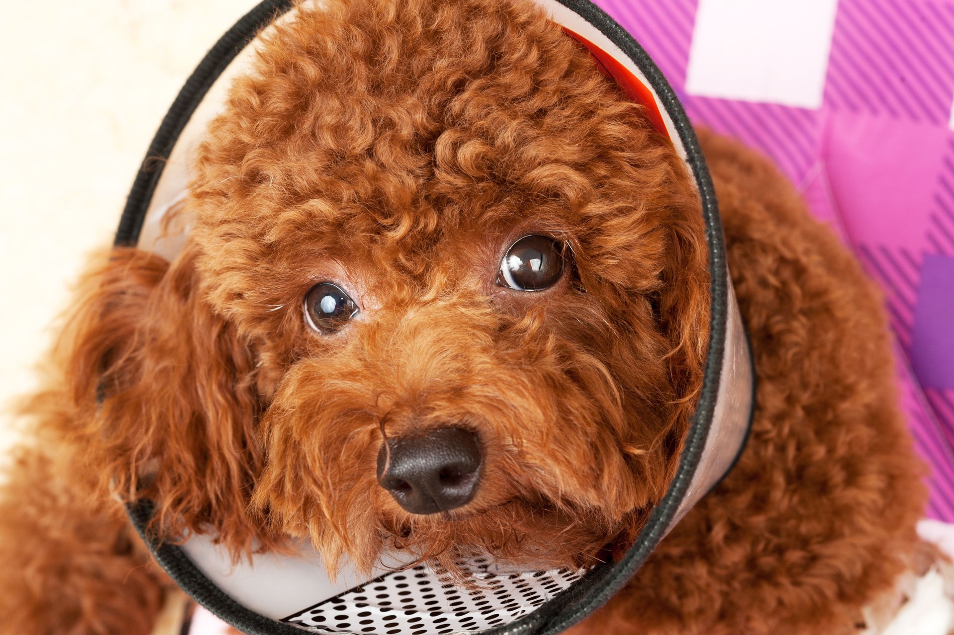 Click this button to pick a Package, Register, & Start Selling Puppies